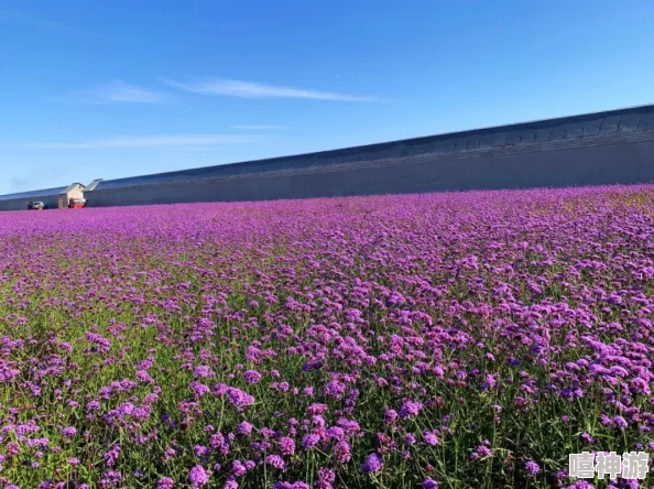 葵花宝典十八岁立刻离开萱草花，年轻人如何在成长中找到自我与方向的思考与启示