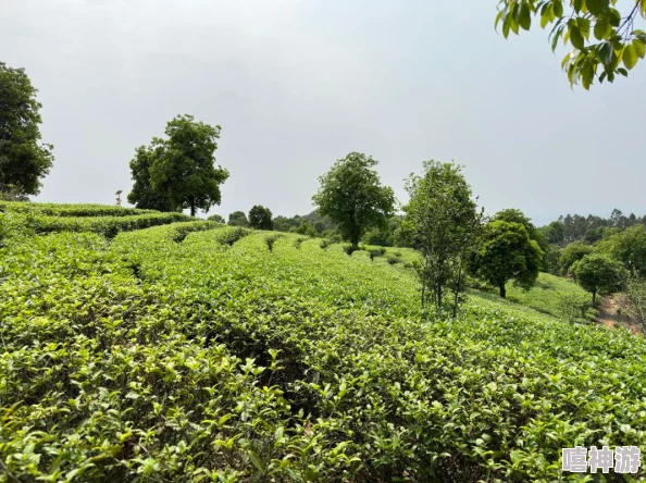 麻豆精产国品一二三产区区,推动地方经济发展与农产品质量提升的创新举措分析 麻豆精产国品一二三产区区,推动地方经济发展与农产品质量提升的创新举措分析