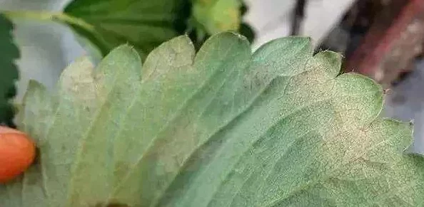 草莓视频黄污：深入了解该平台的内容监管问题及其对用户观看体验的影响分析