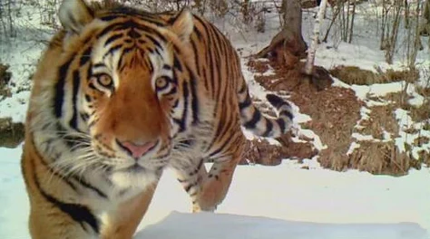 东北48岁这声音也没谁了,听她唱歌仿佛回到了青春的岁月,感受那份独特的情感与力量 东北48岁这声音也没谁了,听她唱歌仿佛回到了青春的岁月,感受那份独特的情感与力量