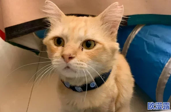 DNF游戏中哪个宠物被称为麒麟，其特色与获取方式详解