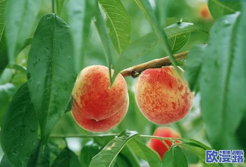 拿我的妹妹做实验2桃子移植:探讨植物组织培养技术在果树繁殖中的应用与发展研究 拿我的妹妹做实验2桃子移植:探讨植物组织培养技术在果树繁殖中的应用与发展研究