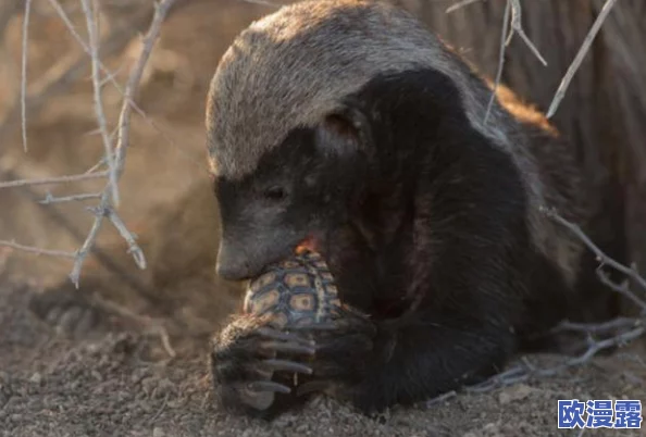 震惊！男生被扒精光掏蛋的视频引发热议，网友纷纷表示无法接受这一恶劣行为！