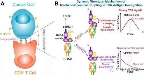 xxxxxl19d：最新研究揭示其在生物医学领域的潜在应用与发展前景，科学家们正积极探索新技术