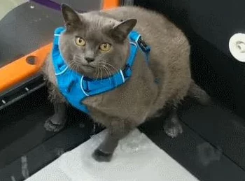 女生啊,你别tm添了~~ 这句话表达了一种对女性在某些情况下过度表现或行为的不满,暗示希望她们能够适度控制自己的情绪和举动 女生啊,你别tm添了~~ 这句话表达了一种对女性在某些情况下过度表现或行为的不满,暗示希望她们能够适度控制自己的情绪和举动