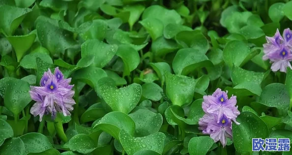 轻轻＊，震惊！全球科学家发现新物种，可能改变我们对生态系统的理解，引发广泛关注与讨论！